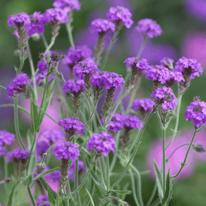 Cluster of vibrant purple flowers with green stems.